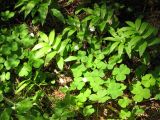 Forest Floor Greenery